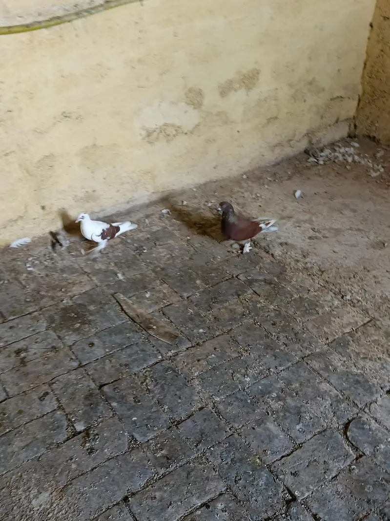 sherazi pair — photo 3