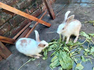 Simple beautiful rabbits