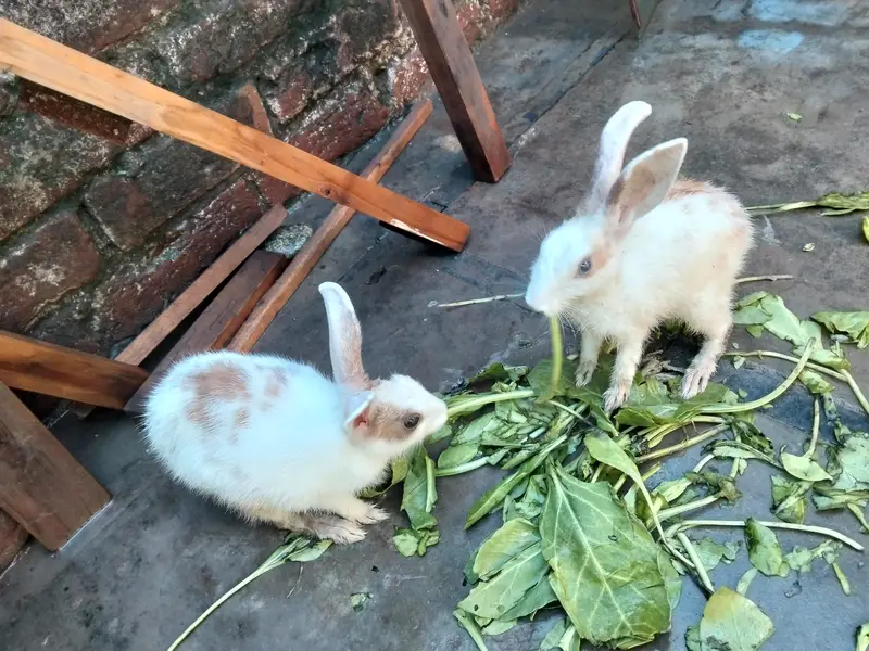 Simple beautiful rabbits