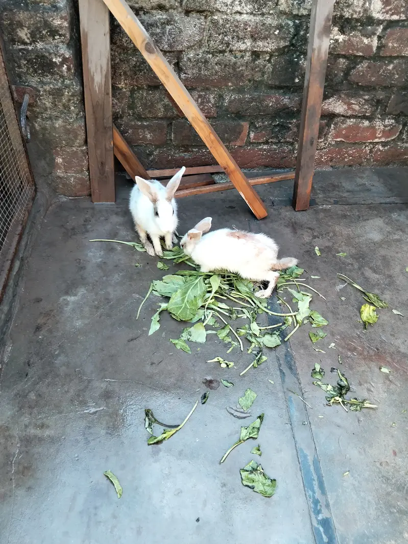 Simple beautiful rabbits — photo 2