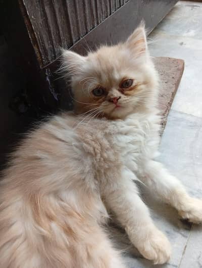 Persian Cat