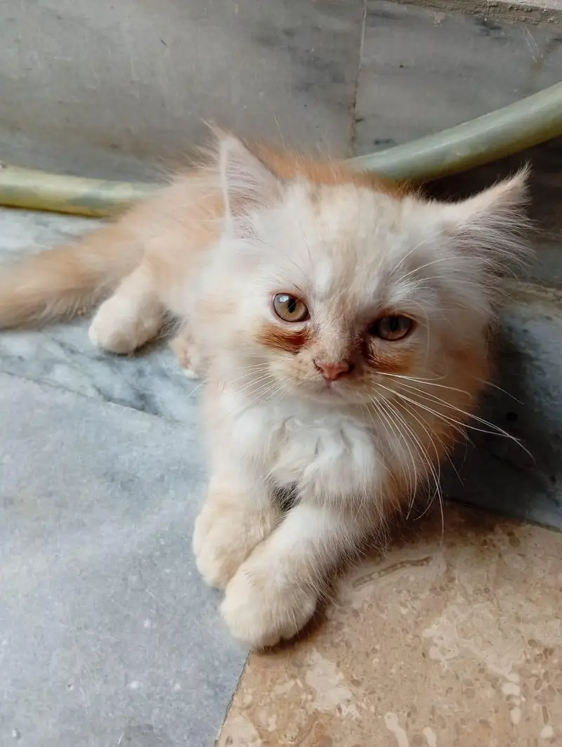 Persian Cat — photo 2