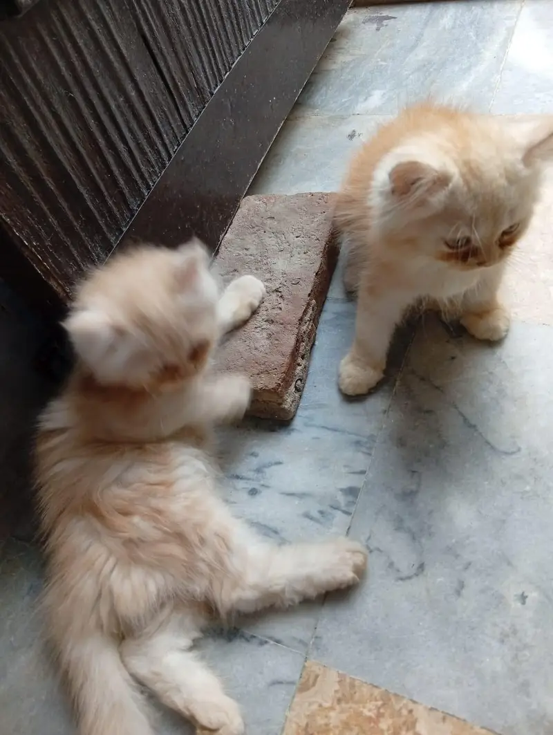 Persian Cat — photo 3