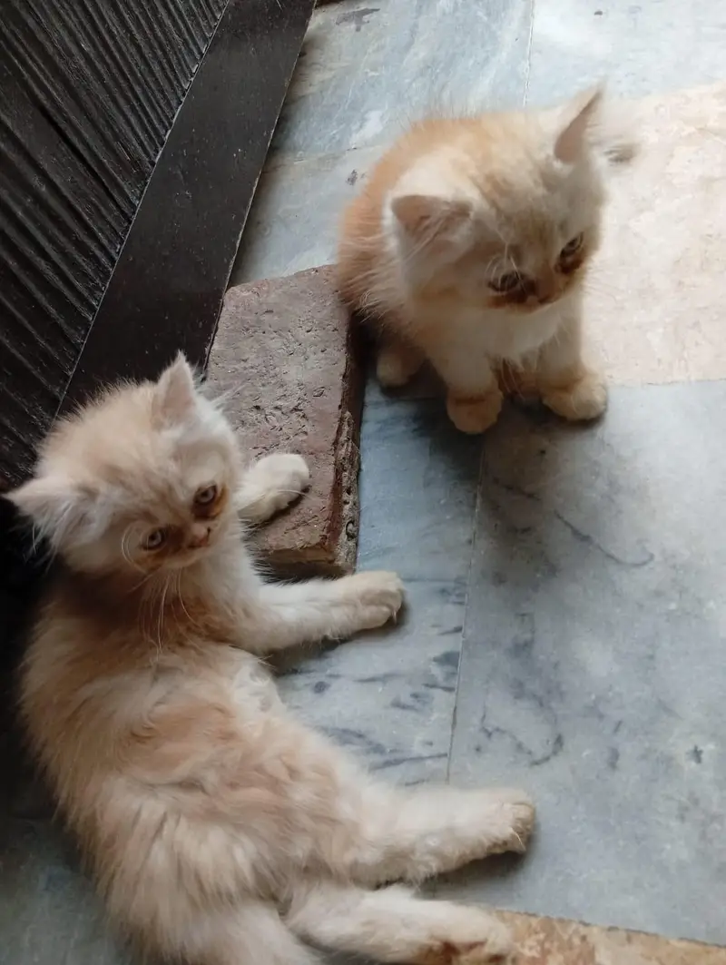 Persian Cat — photo 4