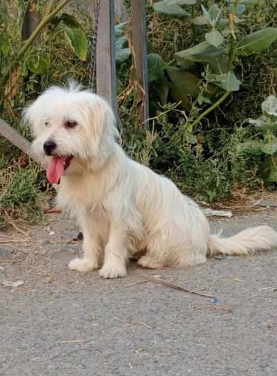 American Poodle male for sale