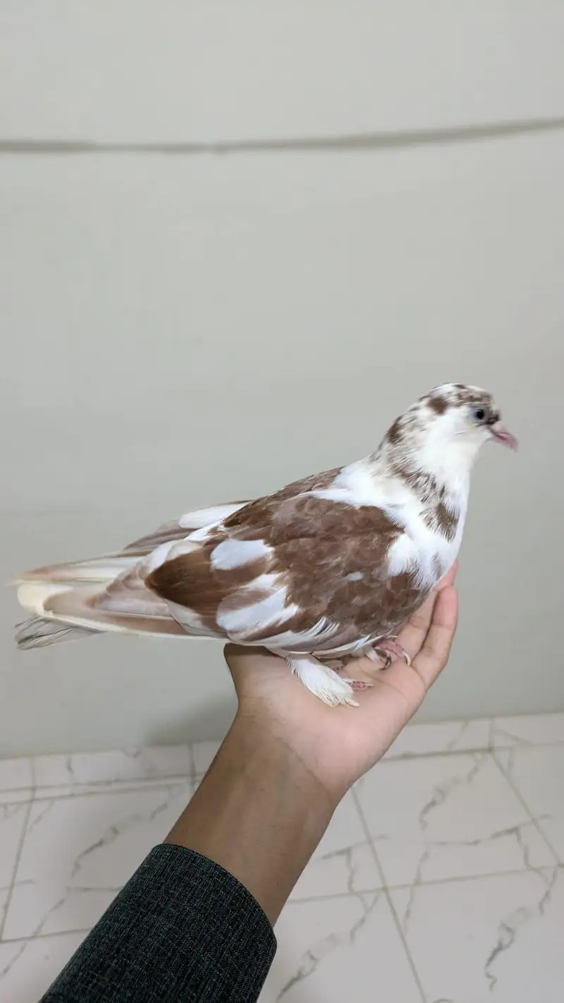 kala gandaidar breeder pair and hand tame pigeon for sale — photo 10