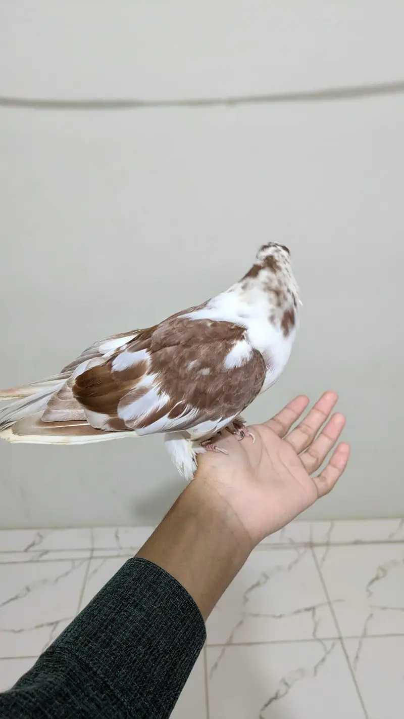 kala gandaidar breeder pair and hand tame pigeon for sale — photo 11