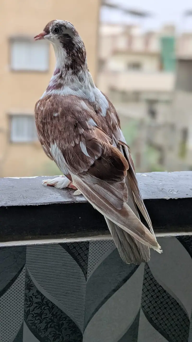 kala gandaidar breeder pair and hand tame pigeon for sale — photo 12