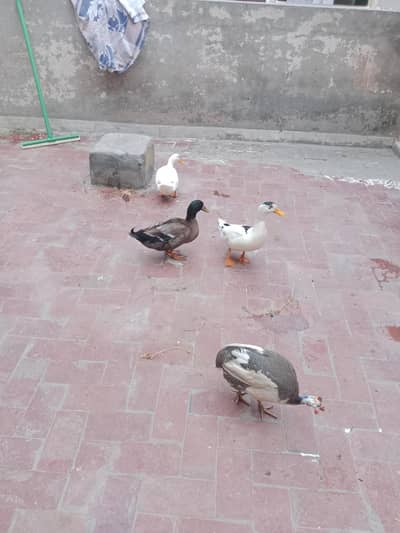 Desi Duck's For Sale