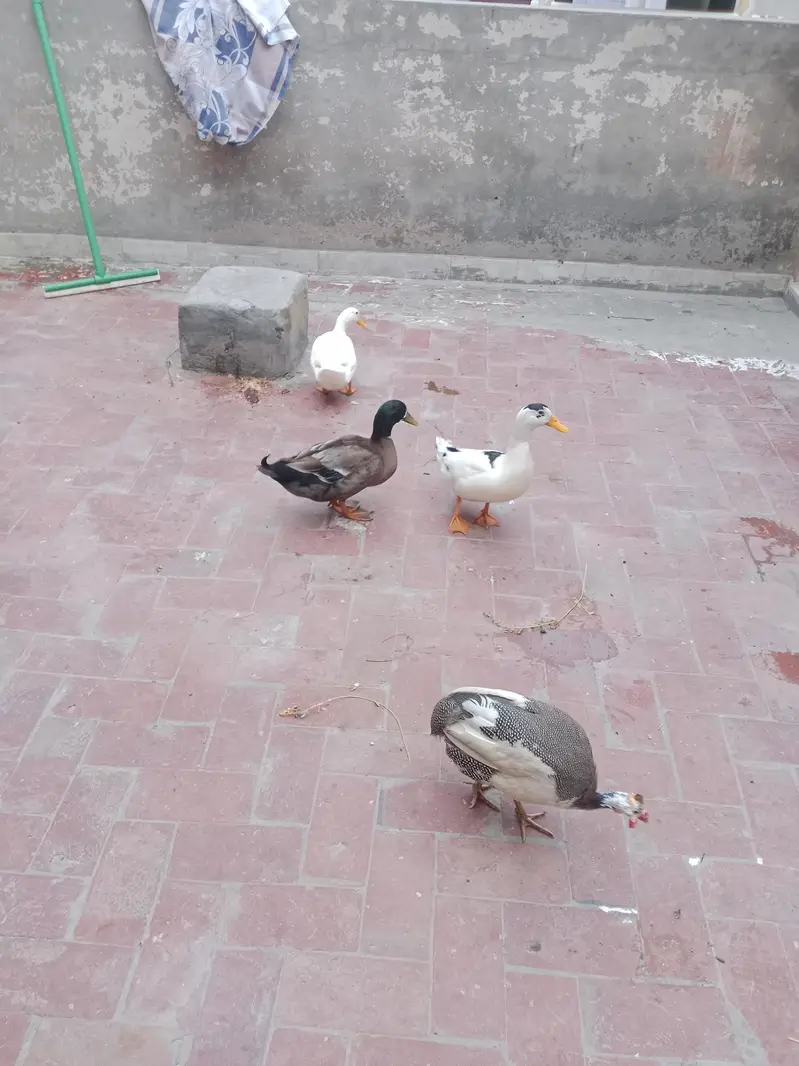 Desi Duck's For Sale