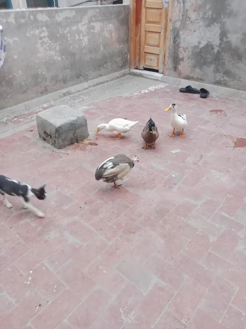 Desi Duck's For Sale — photo 2