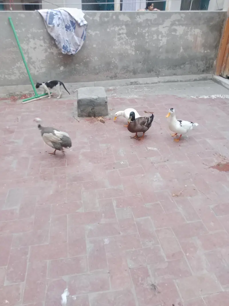 Desi Duck's For Sale — photo 3
