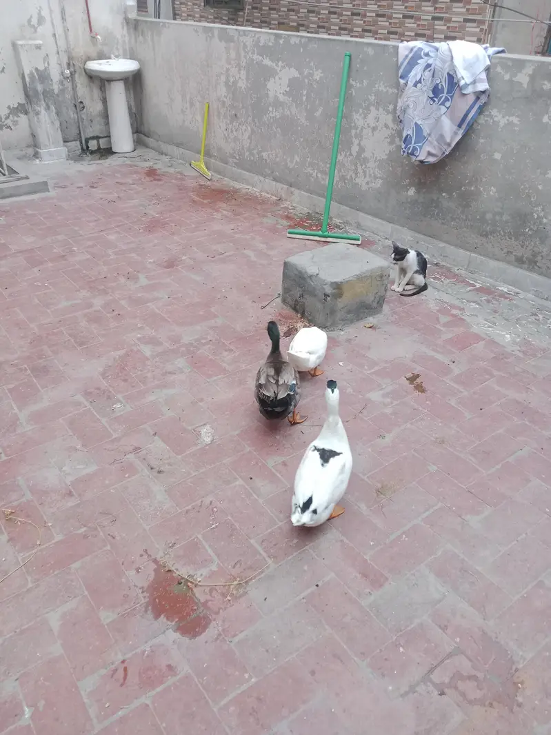Desi Duck's For Sale — photo 4