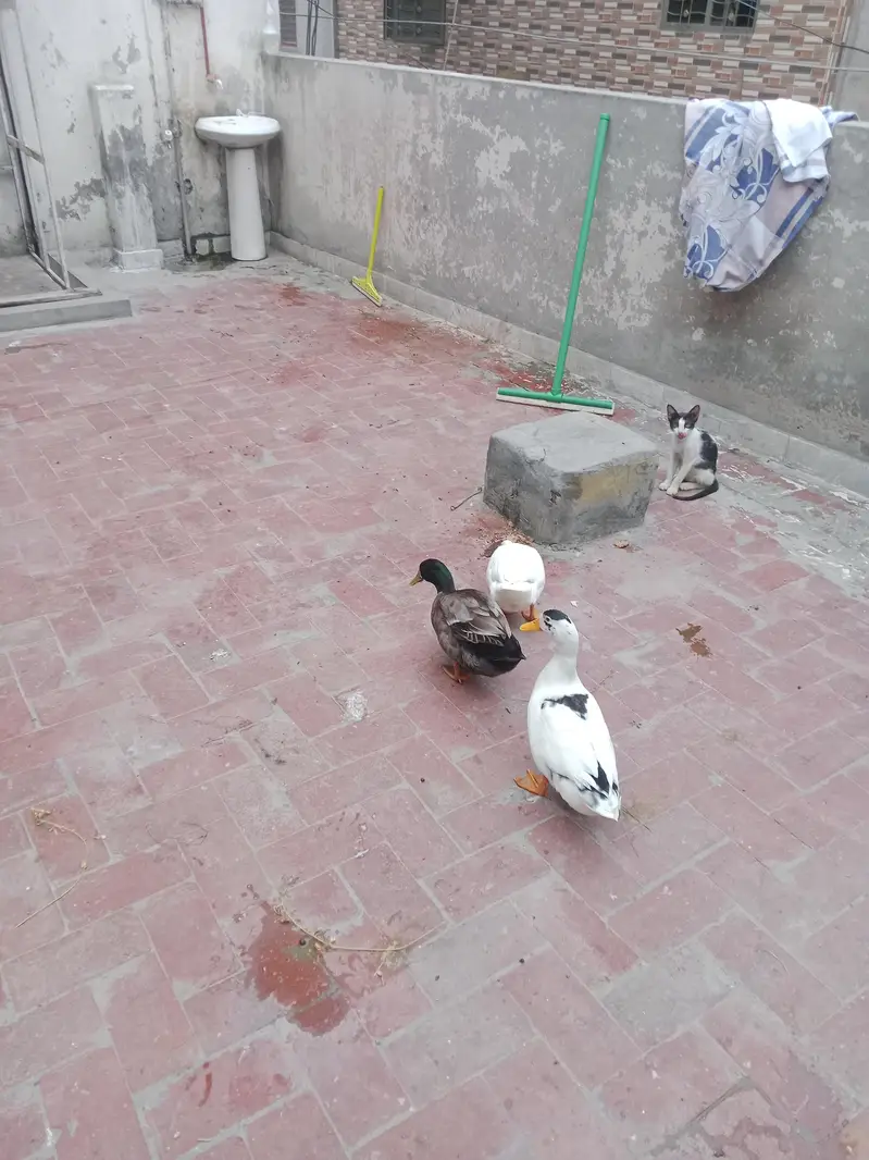 Desi Duck's For Sale — photo 5