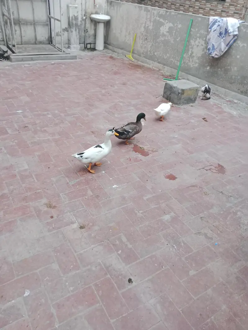 Desi Duck's For Sale — photo 6
