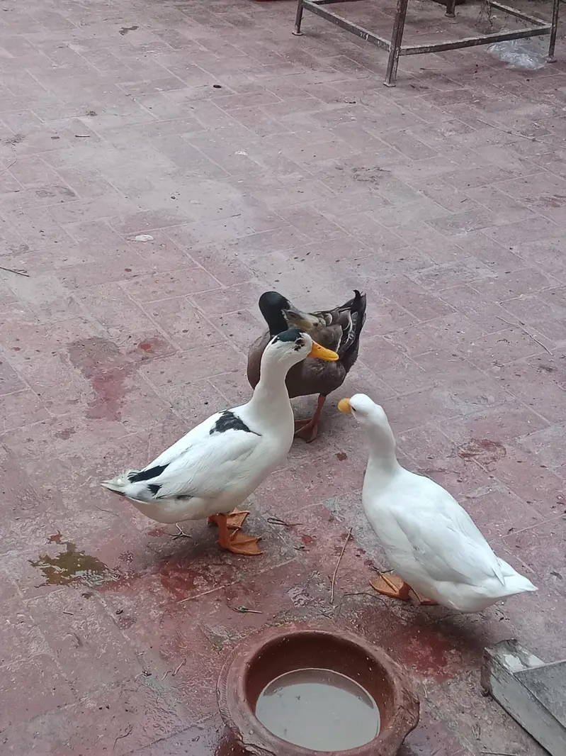 Desi Duck's For Sale — photo 7
