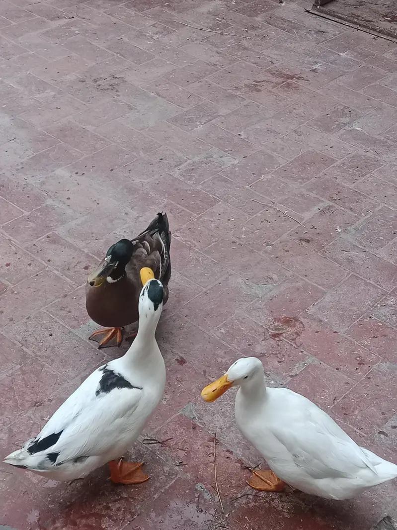 Desi Duck's For Sale — photo 8