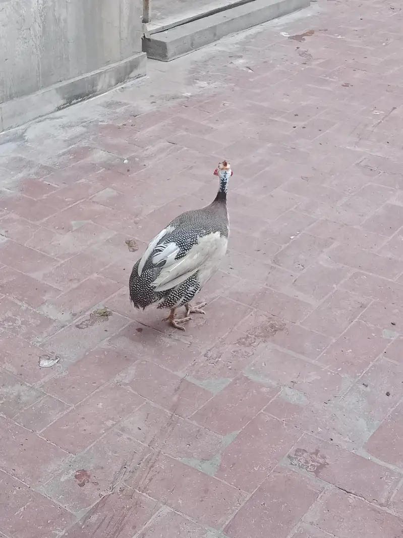 Desi Duck's For Sale — photo 9