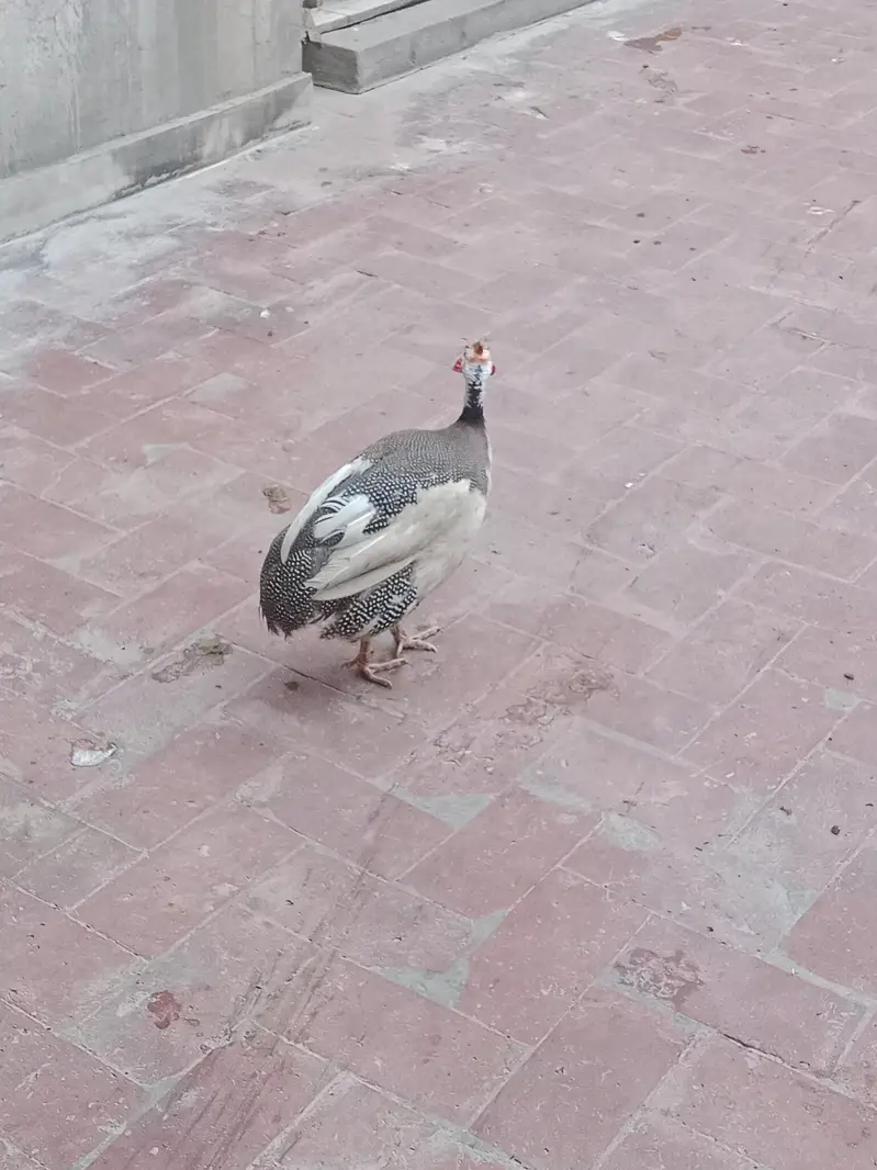 Desi Duck's For Sale — photo 10