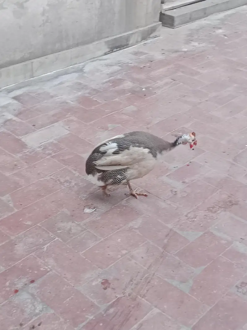 Desi Duck's For Sale — photo 11