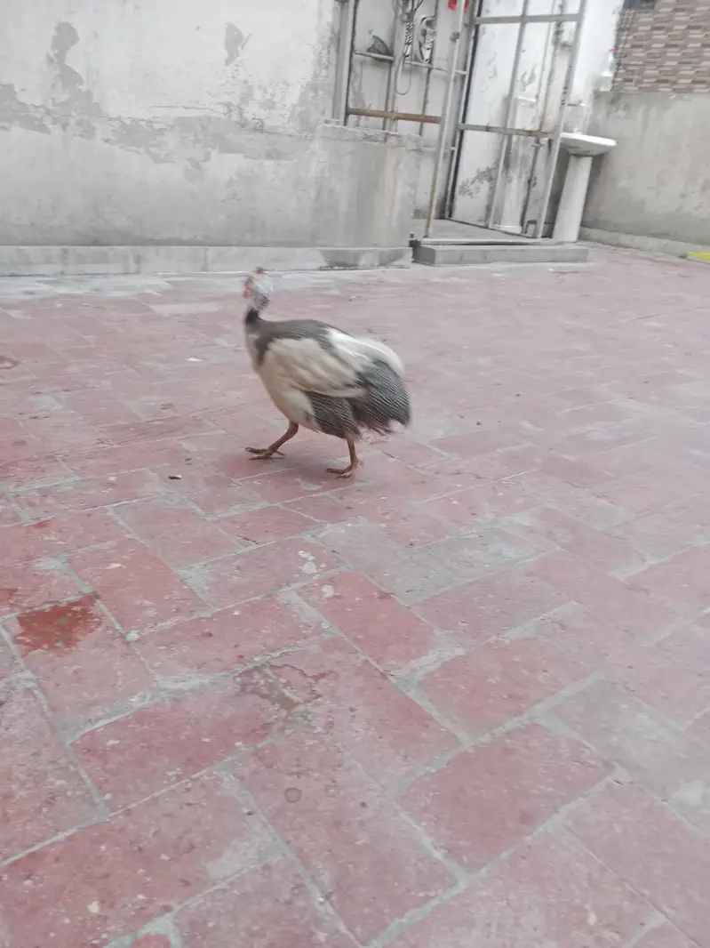 Desi Duck's For Sale — photo 12