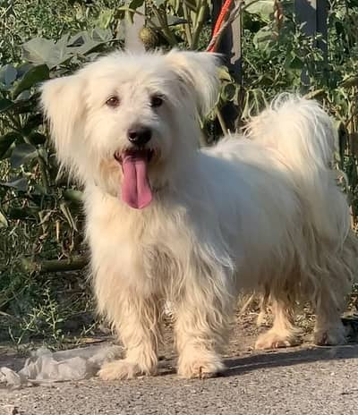 top quality poodle  female for sale