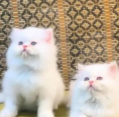(Persian cat 2 month age for sale all Pakistan delivery available)