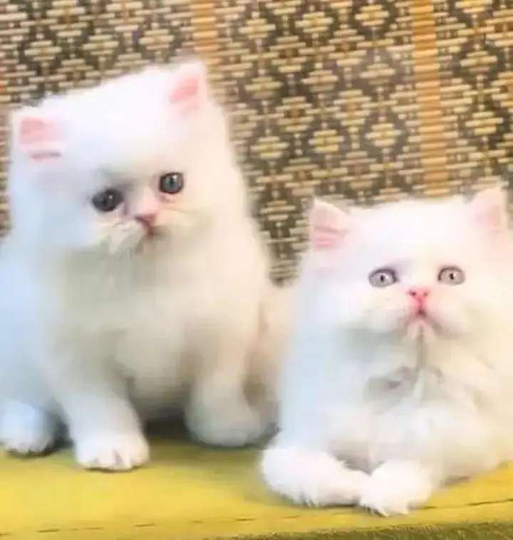 (Persian cat 2 month age for sale all Pakistan delivery available) — photo 2
