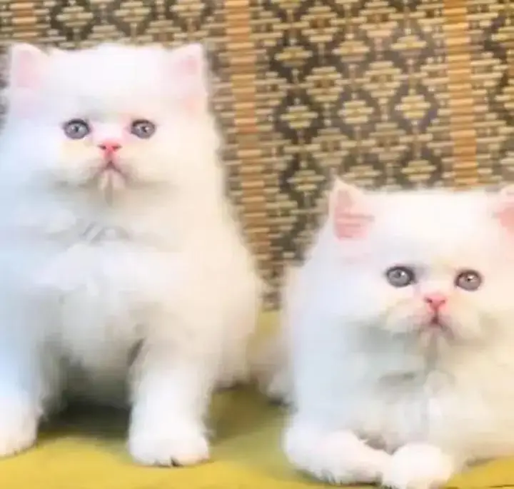 (Persian cat 2 month age for sale all Pakistan delivery available) — photo 3