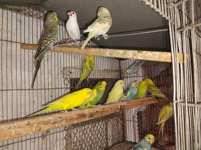 Budgie setup for sale