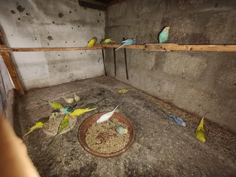 Budgie setup for sale — photo 2