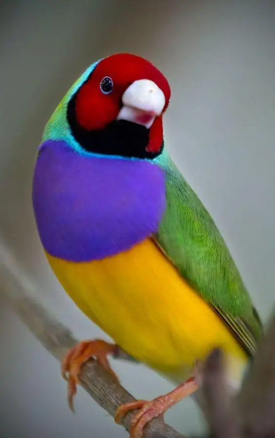 Gouldian Finch — photo 2