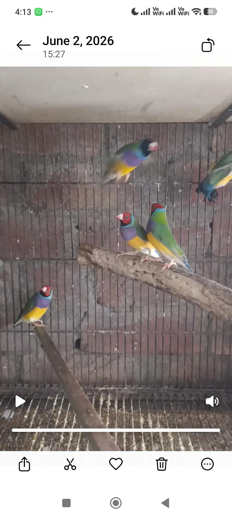 Gouldian Finch — photo 4