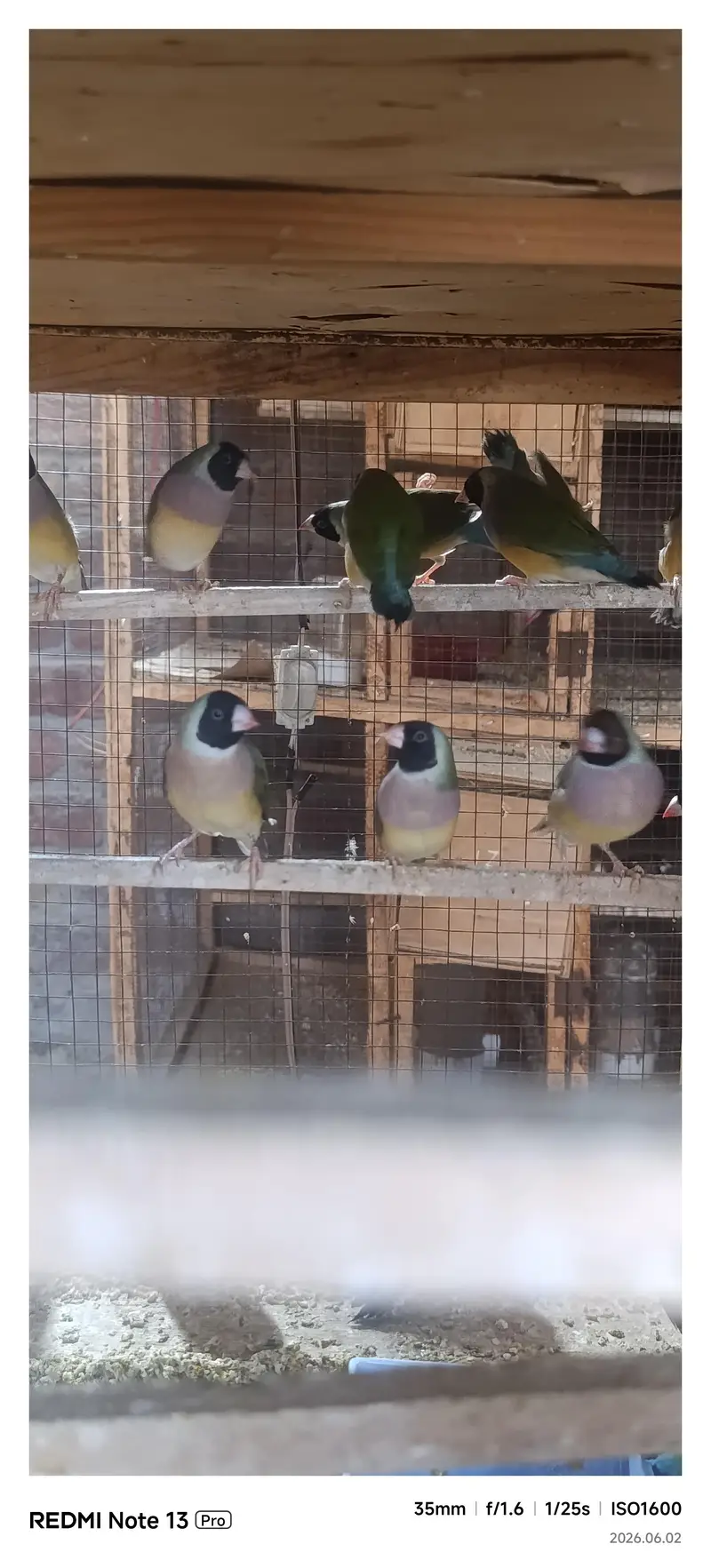 Gouldian Finch — photo 5