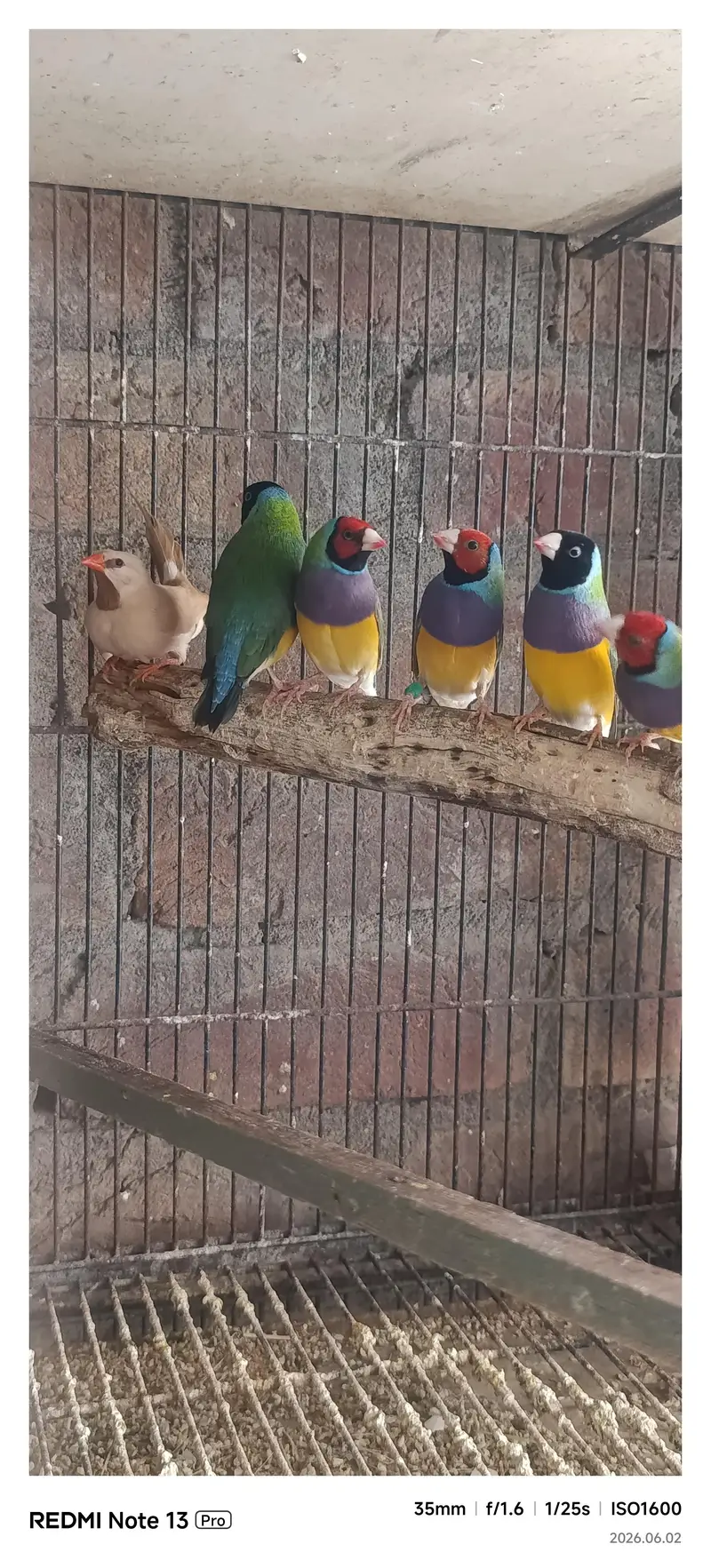 Gouldian Finch — photo 6