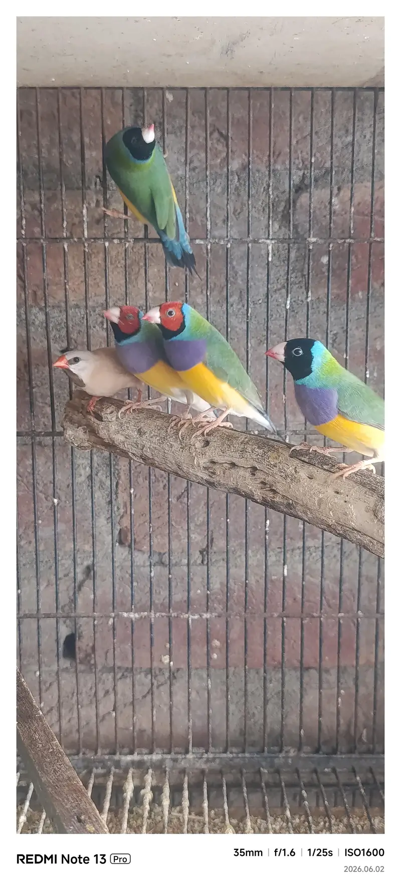 Gouldian Finch — photo 7