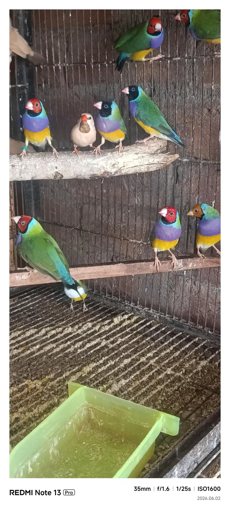 Gouldian Finch — photo 8