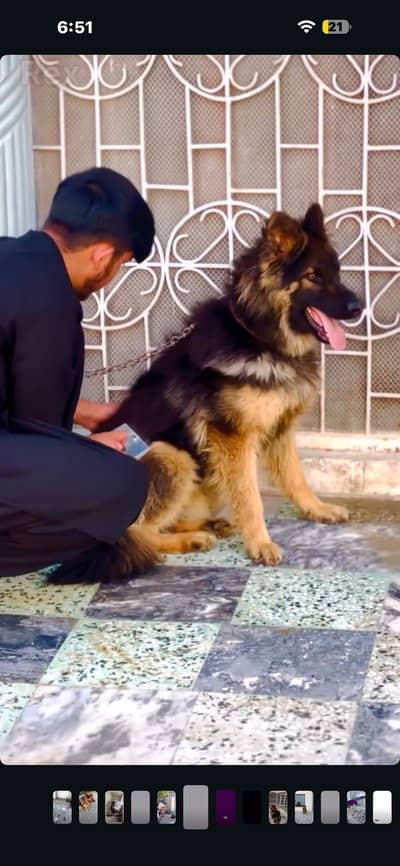 GERMAN SHEPHERD MALE