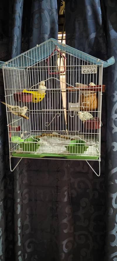 Java Finches and Diamond Dove with cage