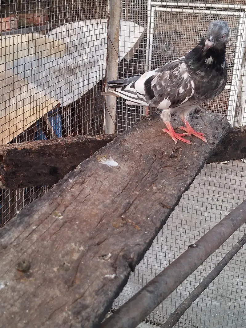 golden female breeder pure — photo 2