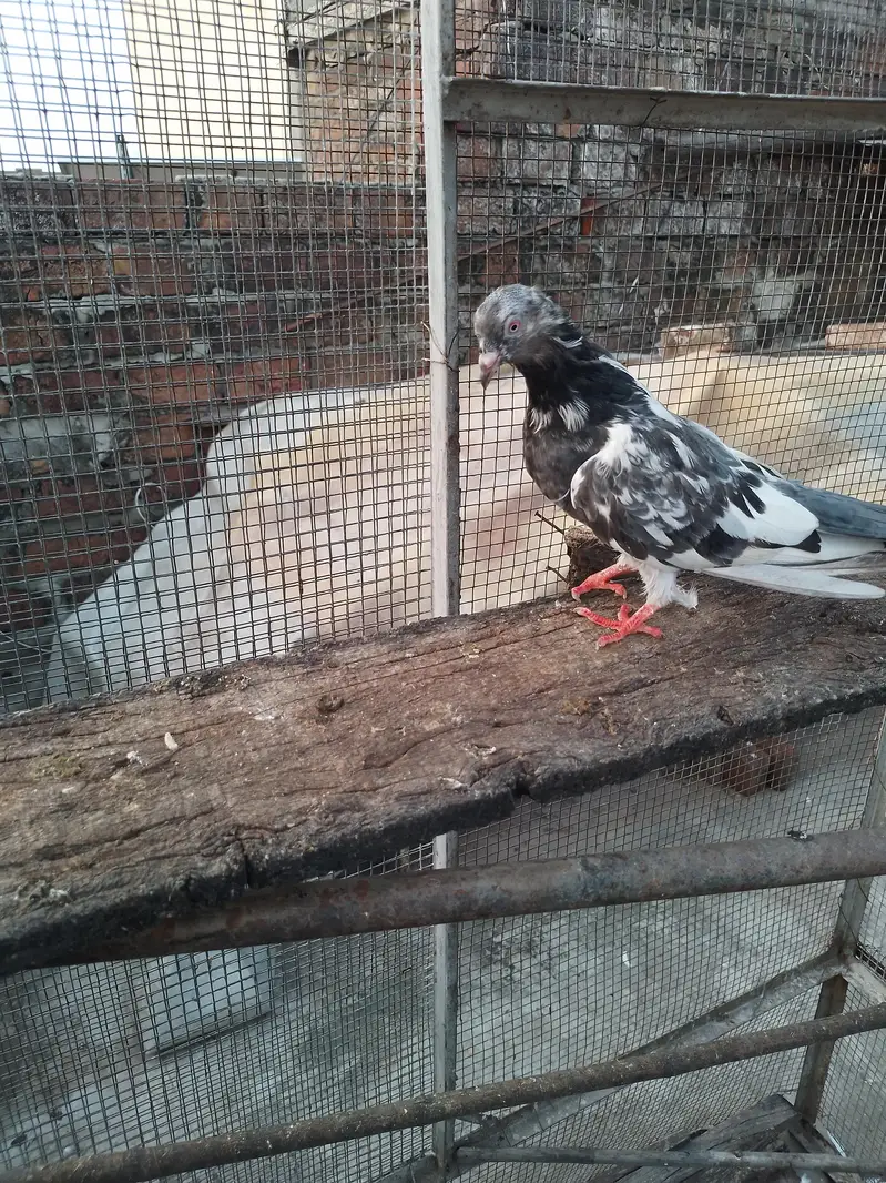 golden female breeder pure — photo 10
