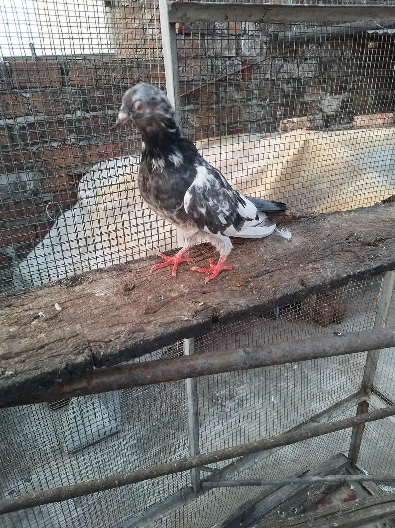 golden female breeder pure — photo 11