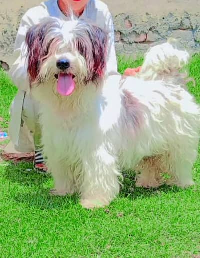 top quality poodle female for sale