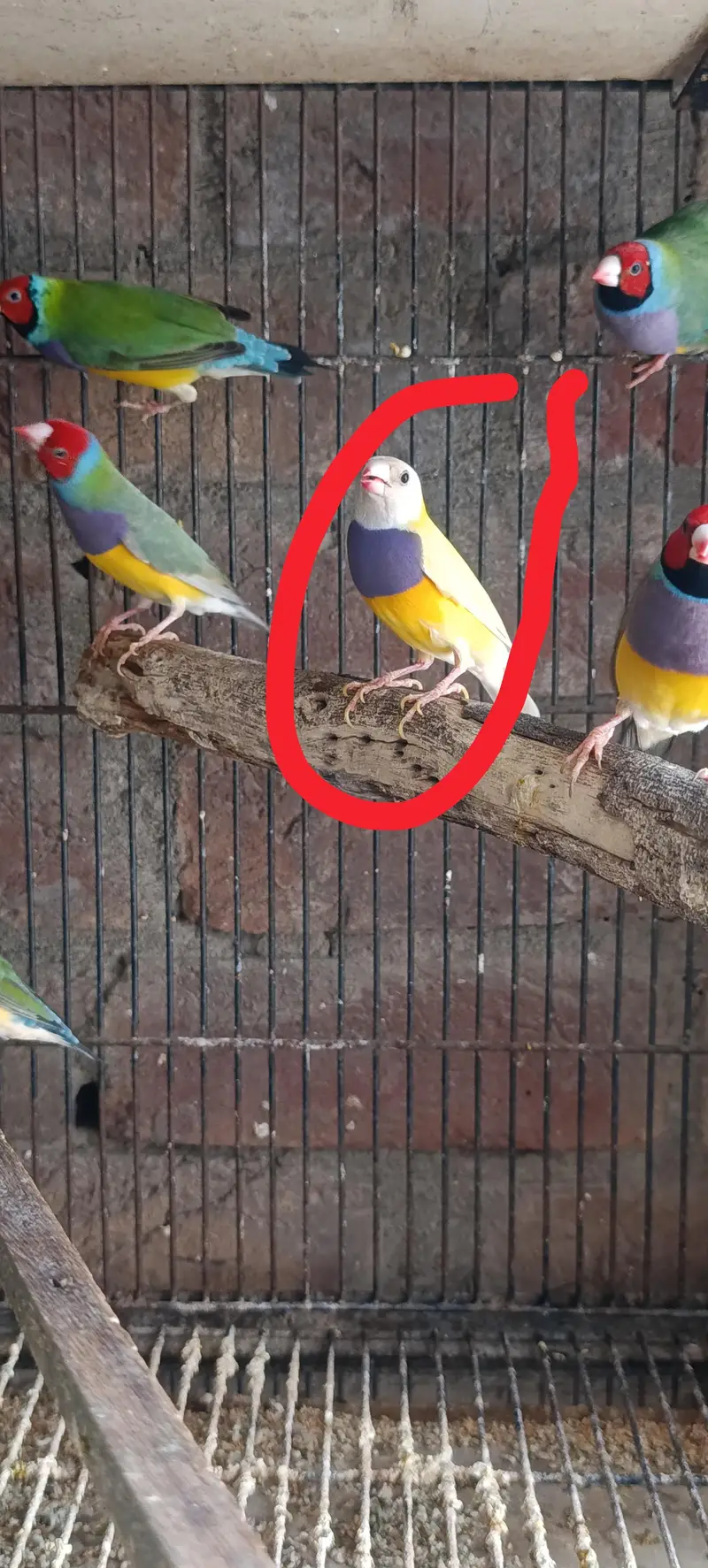 Gouldian Finch — photo 9