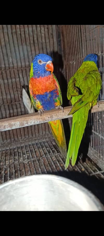 Swinson looris pair for sale breeder