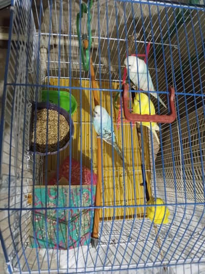 Healthy Australian parrots