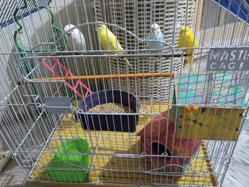 Healthy Australian parrots — photo 2