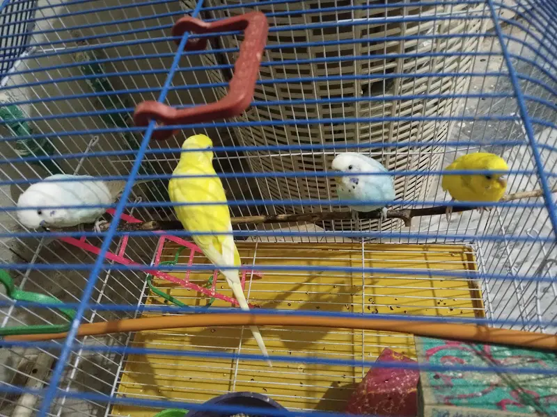 Healthy Australian parrots — photo 3