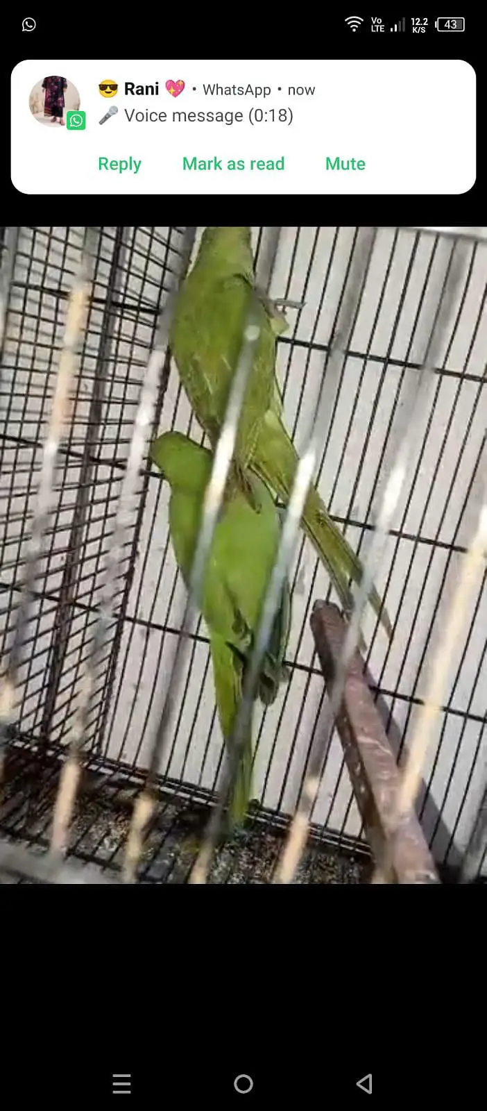 parrot available 03264040055 — photo 2