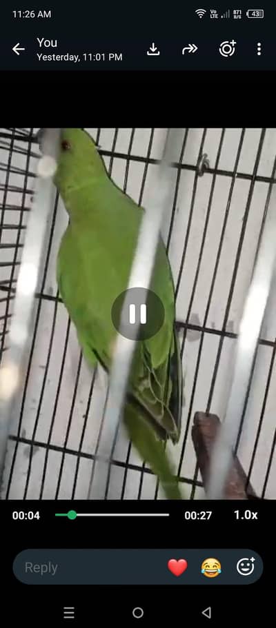 parrot available 03264040055